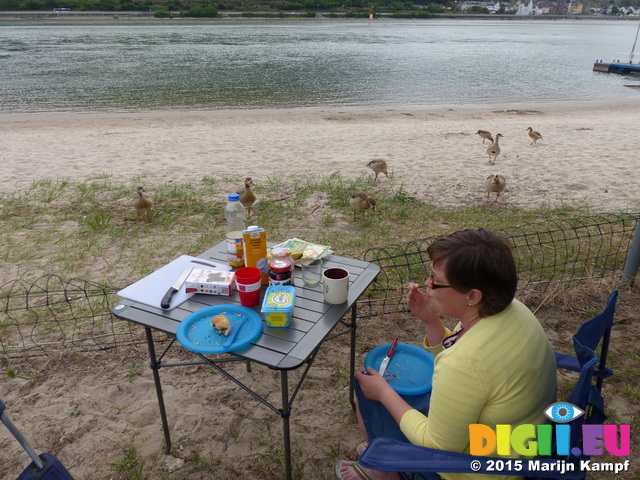 FZ017619 Jenni having breakfast with Egyptian Goose (Alopochen aegyptiacus)